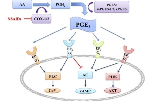 -E2-PGE2-495-330 -E2-PGE2-495-330